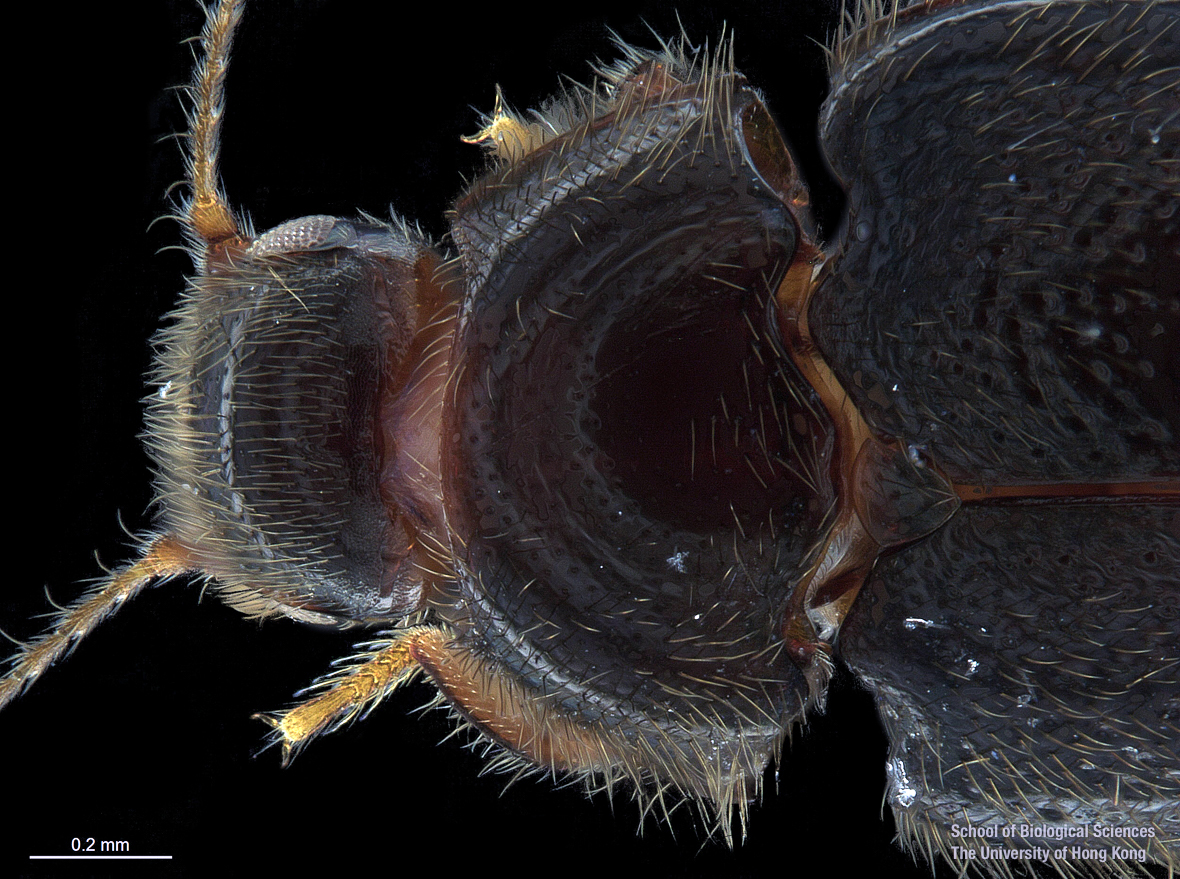 Cranium and pronotum (dorsal view)